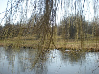 wiosna nad kanałem w parku © Joanna