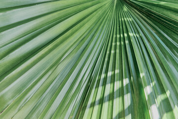 Texture of green palm leaf as abstract tropical background