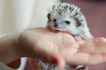 Girl holds cute hedgehog in her hands. Portrait of pretty curious muzzle of animal. Favorite pets....