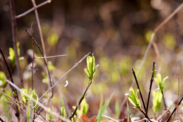 Nature wakes up in the spring after the cold