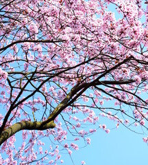Obraz premium Rosa Blüten und Baum der japanischen Zierkirsche vor blauen Himmel