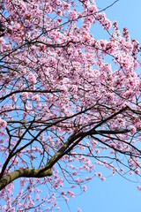 Rosa Blüten der japanischen Zierkirsche vor blauen Himmel mit Textfreiraum als Banner, Textur und Hintergrund Website	