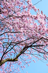 Rosa Blüten der japanischen Zierkirsche vor blauen Himmel, Textur und Hintergrund 