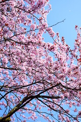 Rosa Blüten der japanischen Zierkirsche vor blauen Himmel mit Textfreiraum als Banner, Textur und Hintergrund Website	