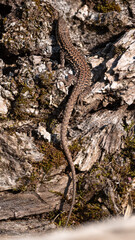 Podarcis muralis - Common Wall Lizard - Lézard des murailles
