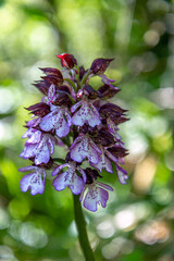 Orchis pourpre en prairie du Vercors , Drôme , France