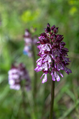 Orchis pourpre en prairie du Vercors , Drôme , France