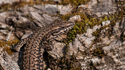 Podarcis muralis - Common Wall Lizard - Lézard des murailles