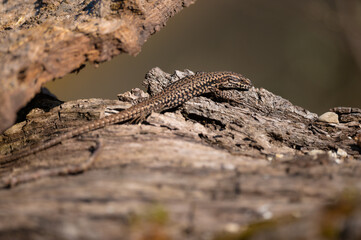 Podarcis muralis - Common Wall Lizard - Lézard des murailles