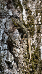 Fototapeta premium Podarcis muralis - Common Wall Lizard - Lézard des murailles