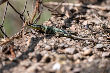 Podarcis muralis - Common Wall Lizard - Lézard des murailles