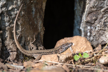 Obraz premium Podarcis muralis - Common Wall Lizard - Lézard des murailles
