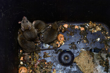 Rats dans une poubelle