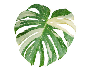 Monstera Deliciosa Thai Constellation leaf tropical plant isolated on white background, clipping path included