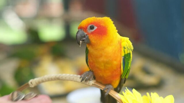 Close up golden yellow sun conure A parrot pecks a seed from a woman's hand.