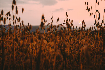 cornfield golden hour