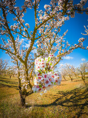 Almond blossoms in the beginning of the spring in Andalusia, Spain