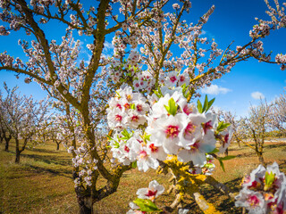 Almond blossoms in the beginning of the spring in Andalusia, Spain