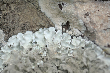 Pale cyan petals-like foliose lichen on rock, recent rains revived the vegetative body, natural macro background
