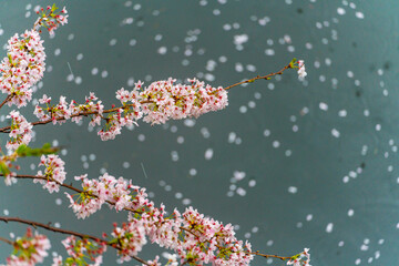 SAKURA, Cherry blossoms 