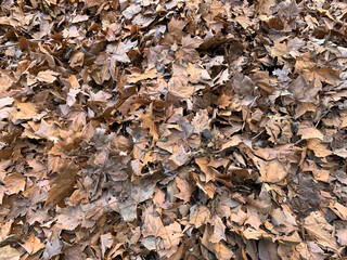 Soil covered with dry brown leaves 
