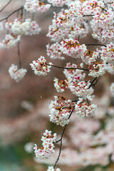 SAKURA, Cherry blossoms 