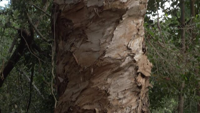 Rough Skin Of Tree Growing In The Forest Of Thala Nature Reserve. - tilt up