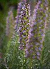 Flora of Gran Canaria -  Echium callithyrsum, blue bugloss of Tenteniguada, endemic to the island,
 natural macro floral background
