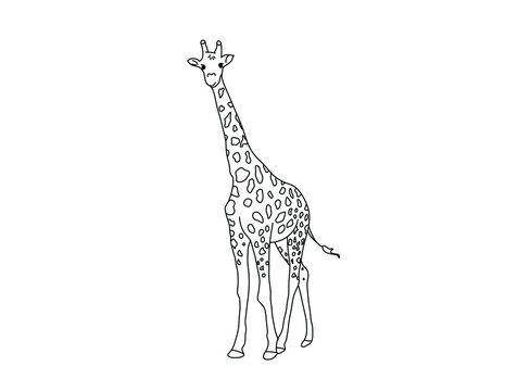 recommend clip art: Vector isolated cute cartoon walking giraffe colorless black and white contour line drawing