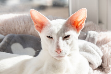 Oriental shorthair white cat lies near the window.