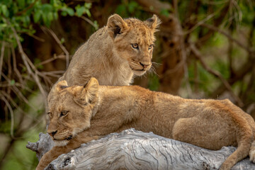 Obraz na płótnie Canvas Lion cubs sitting on a fallen tree.
