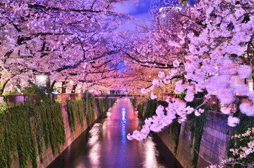 東京都目黒川の満開の桜と夜景