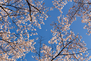 月と桜