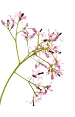 Obraz na płótnie Canvas Melia azedarach, chinaberry tree pale lilac flowers isolated on white background 