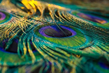 Tuinposter peacock feather close up, Peacock feather, Peafowl feather, Bird feathers, feather background. © Sunanda Malam