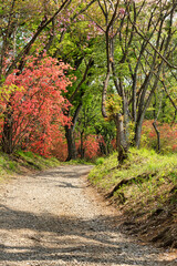 Fototapeta premium 春の道