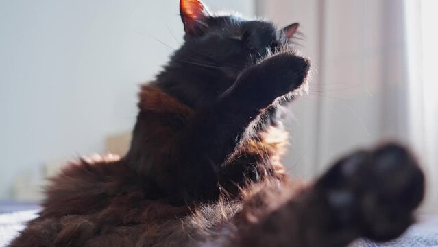 Black cat washing itself in slow motion