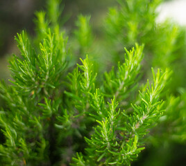 Green rosemary bush. Spice. Cosmetics. Spa. Tea. Medicine. Defocused image.