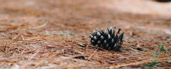 BANNER Abstract background. Real nature photo. Close up one alone coniferous pine cone, forest day, dry needles lie on ground. Pale beige blue brown color sunlit haze. Symbol of life, beginning