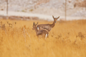 mountain gazelle stands, against a blurred background. In the Deer Valley Nature Reserve,...