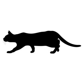 Black silhouette of a cat on a white background.
