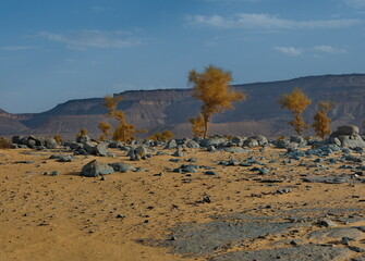 West Africa. Mauritania. Stone placers in the hot sands of the Southwestern outskirts of the Sahara...