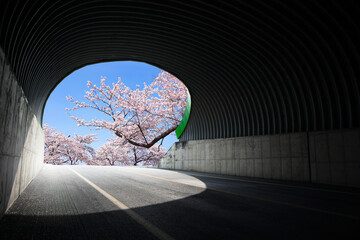 터널과 벚꽃