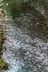 SPRING, Cherry Blossoms