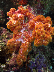 Fototapeta na wymiar Soft Coral - Dendronephthya sp.