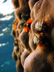 Spirobranchus Giganteus - Christmas Tree Sea Worm - Spiral Gilled Tubeworm