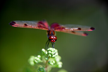 A ruby meadowhawk dragonfly perched along the shoreline of a lake in a provincial park.