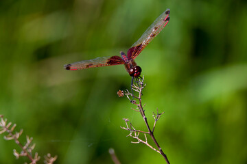 A ruby meadowhawk dragonfly perched along the shoreline of a lake in a provincial park.
