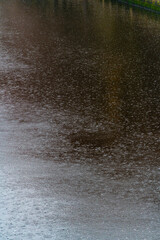 SPRING, Cherry Blossoms