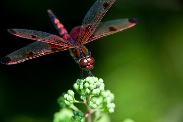 A ruby meadowhawk dragonfly perched along the shoreline of a lake in a provincial park.